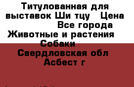 Титулованная для выставок Ши-тцу › Цена ­ 100 000 - Все города Животные и растения » Собаки   . Свердловская обл.,Асбест г.